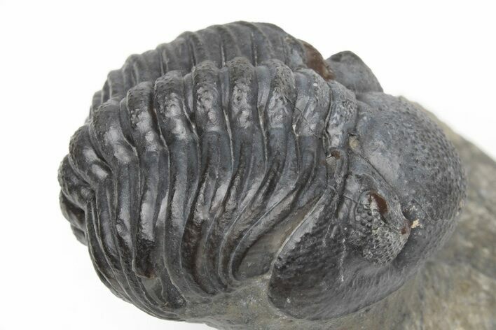 Detailed, Partially Enrolled Morocops Trilobite - Morocco #213089
